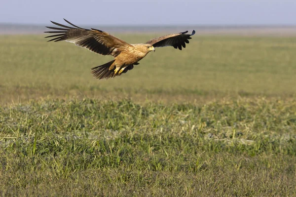 One Year Old Spanish Imperial Eagle Flying First Light Dawn — Stock Photo, Image