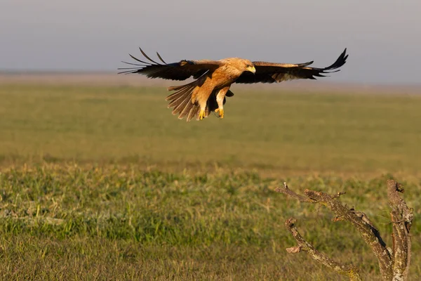 Bir yaşındaki İspanyol İmparatorluk Kartalı sabahın ilk ışıklarıyla uçuyor.