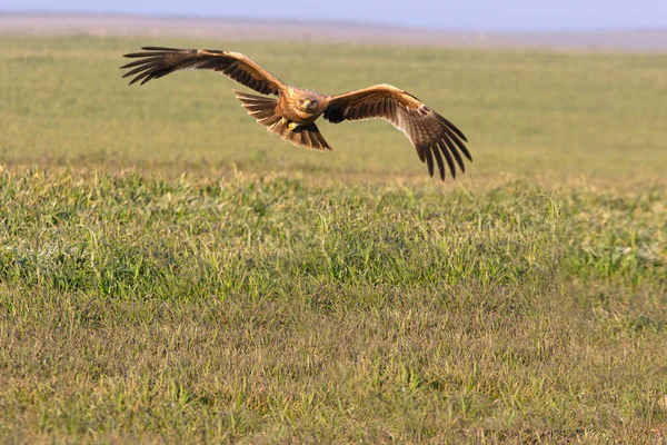 Águila Imperial Española Año Volando Con Primera Luz Del Amanecer — Foto de Stock