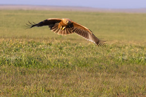 Águila Imperial Española Año Volando Con Primera Luz Del Amanecer — Foto de Stock