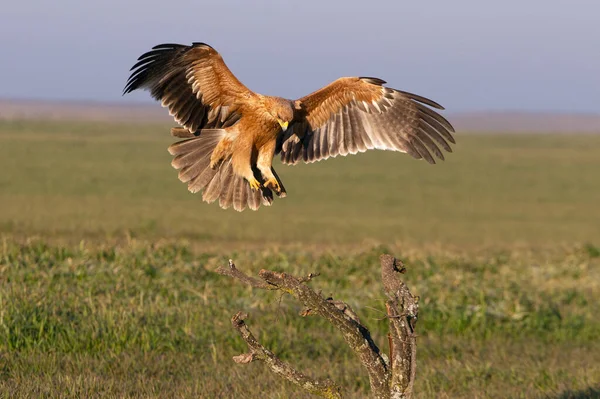 One Year Old Spanish Imperial Eagle Flying First Light Dawn — Stock Photo, Image