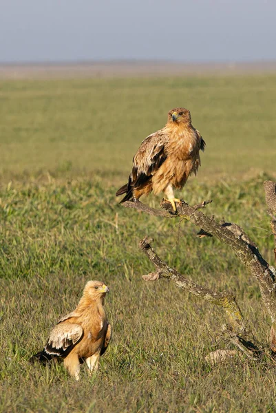 One Year Old Male Female Spanish Imperial Eagle Favorite Watchtower — Stock Photo, Image