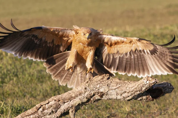Jeden Rok Hiszpański Imperial Eagle Latający Pierwszym Światłem Świtu — Zdjęcie stockowe