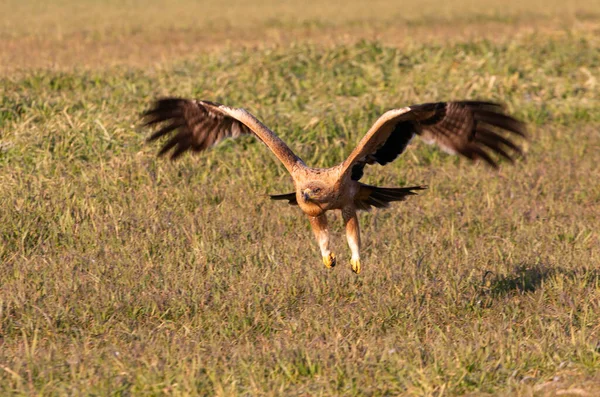 One Year Old Spanish Imperial Eagle Flying First Light Dawn — Stock Photo, Image