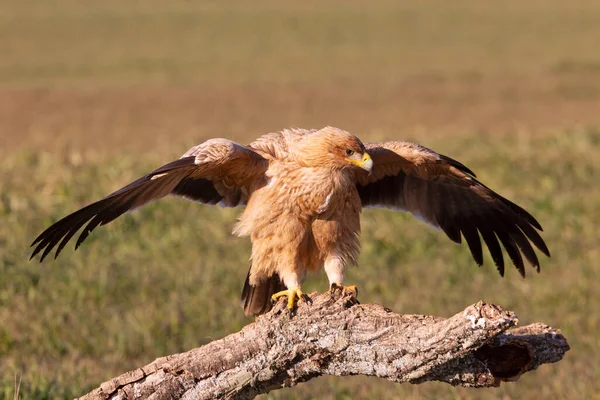 One Year Old Spanish Imperial Eagle His Favorite Watchtower First — Stock Photo, Image