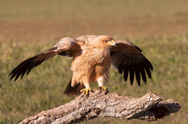 Ein Jahr Alter Spanischer Kaiseradler Auf Seinem Lieblings Wachturm Mit — Stockfoto