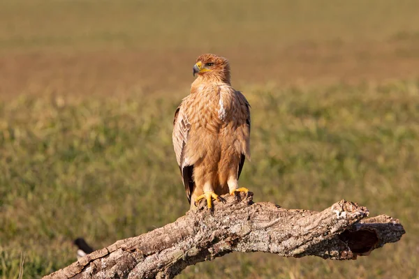 Águila Imperial Española Año Edad Con Luces Del Amanecer Percha —  Fotos de Stock