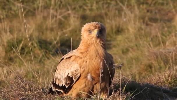 One Year Old Female Spanish Imperial Eagle First Light Day — Stock Video