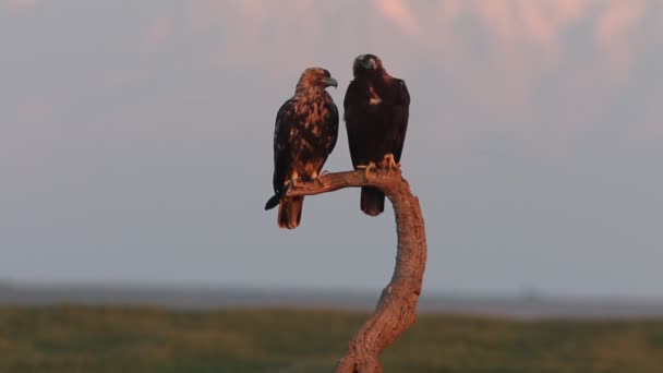 수컷과 암컷은 그들이 감시탑에서 새벽의 빛으로 스페인 독수리를 — 비디오
