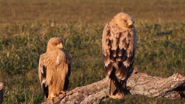 한낮의 여명의 수컷과 스페인 독수리 — 비디오