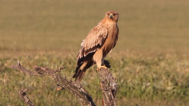 Roczna Kobieta Hiszpański Cesarski Orzeł Świcie — Wideo stockowe