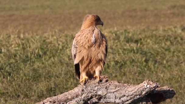 One Year Old Female Spanish Imperial Eagle First Light Day — Stock Video