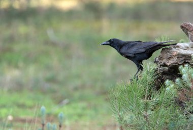 Günün son ışıklarıyla bir çam ve meşe ormanında leş kargası