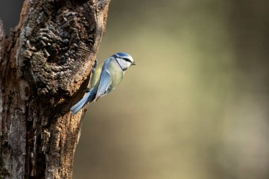 Blue tit with the first light of the morning in an oak forest on a cold and cloudy winter morning