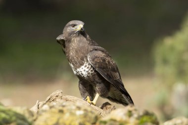 Akbaba her zamanki gözetleme kulesinde öğleden sonra ışıkları altında.