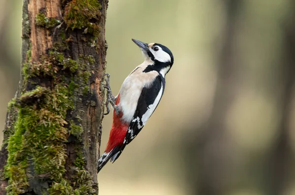 Grande Pica Pau Manchado Masculino Uma Floresta Carvalho Com Últimas — Fotografia de Stock