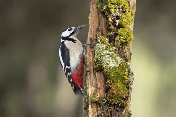 Male Great Spotted Woodpecker Oak Forest Last Lights Day — Stock Photo, Image