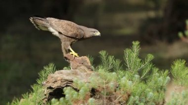 Meşe ve çam ağaçlarının bisque 'sinde son akşam ışıklarıyla sıradan bir akbaba.