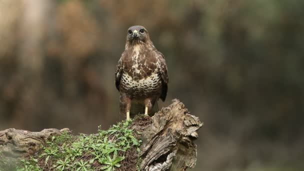 Buizerd Met Laatste Avondverlichting Bisque Van Eiken Dennen — Stockvideo