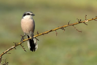 Üreme bölgelerindeki her zamanki yerlerinde sabah ışıklarıyla güney gri örümceği.