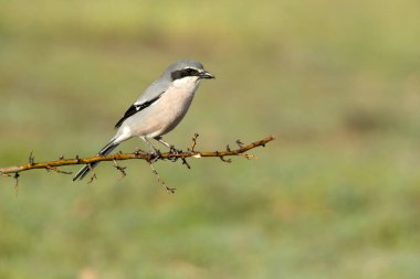 Üreme bölgelerindeki her zamanki yerlerinde sabah ışıklarıyla güney gri örümceği.