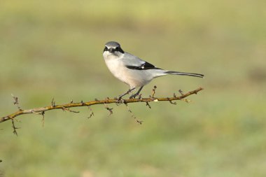 Üreme bölgelerindeki her zamanki yerlerinde sabah ışıklarıyla güney gri örümceği.