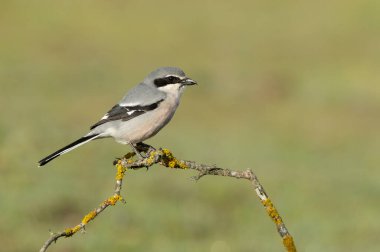Üreme bölgelerindeki her zamanki yerlerinde sabah ışıklarıyla güney gri örümceği.