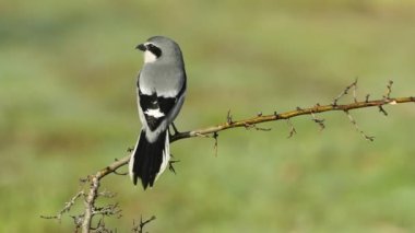 Günün ilk ışıklarıyla en sevdiğiniz tüneklerden birinde Güney Grili Örümcekkuşu