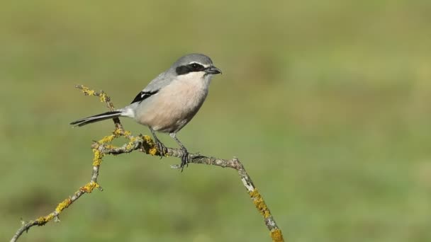 Southern Grry Shrike Πρώτο Φως Της Ημέρας Μία Από Τις — Αρχείο Βίντεο