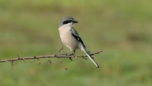 Southern Grry Shrike First Light Day One Your Favorite Perches — Stock Video