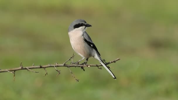 Shrike Grises Del Sur Con Primera Luz Del Día Una — Vídeos de Stock