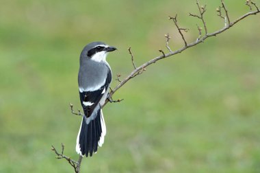 Güney Gri Örümcekkuşu erkeği en sevdikleri tünekte üreme bölgelerinde şafak sökerken ilk ışıklarıyla