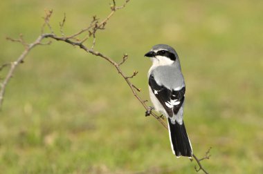 Güney gri örümcekkuşu şafağın ilk ışıklarıyla en sevdikleri tünekte üreme bölgelerinde