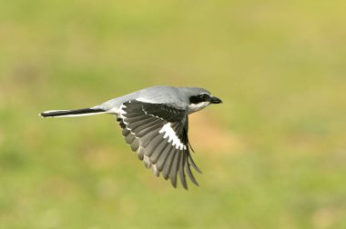 Güney gri örümcekkuşu üreme bölgelerinde şafak sökerken uçuyor.