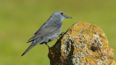 Mavi erkek kaya ardıç kuşu öğleden sonra ışıklarıyla tüy döker.