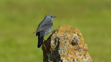 Mavi erkek kaya ardıç kuşu öğleden sonra ışıklarıyla tüy döker.