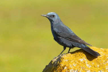 Erkek Mavi Kaya, üreme bölgesinde öğleden sonra ışıklarıyla birlikte tüylenir.