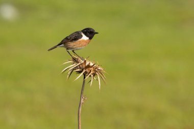 Üreme bölgesinin son ışıklarıyla, ortak taştan tüyler üreten bir erkek.