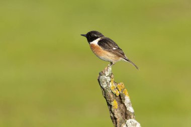 Üreme bölgesinin son ışıklarıyla, ortak taştan tüyler üreten bir erkek.
