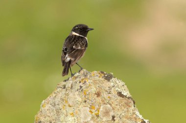 Üreme bölgesinin son ışıklarıyla, ortak taştan tüyler üreten bir erkek.