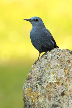 Erkek Mavi Kaya, üreme bölgesinde öğleden sonra ışıklarıyla birlikte tüylenir.