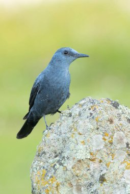 Erkek Mavi Kaya, üreme bölgesinde öğleden sonra ışıklarıyla birlikte tüylenir.