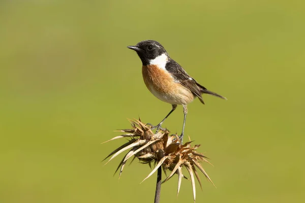 Male of Common stonechat in breeding plumage with the last lights of the afternoon in its breeding territory