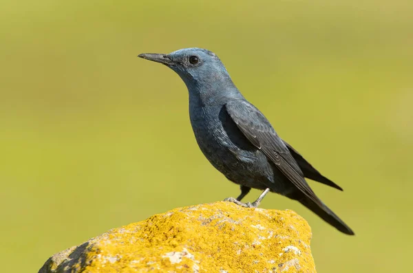 Tordo Rocha Azul Macho Plumagem Reprodução Com Luzes Final Tarde — Fotografia de Stock