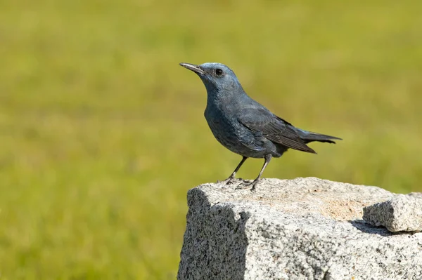 Male Blue rock thrush in breeding plumage with late afternoon lights in his breeding territory