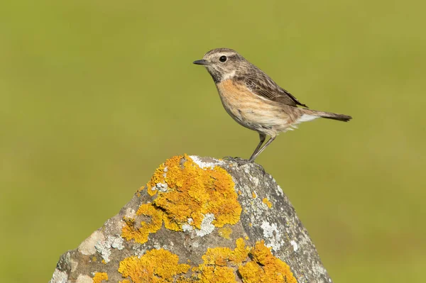 Female Common Stonechat Breeding Plumage Last Lights Afternoon Its Breeding — Stock Photo, Image