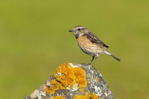 Female of Common stonechat in breeding plumage with the last lights of the afternoon in its breeding territory