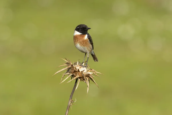 Male of Common stonechat in breeding plumage with the last lights of the afternoon in its breeding territory