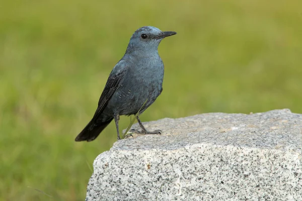 Male Blue rock thrush in breeding plumage with late afternoon lights in his breeding territory