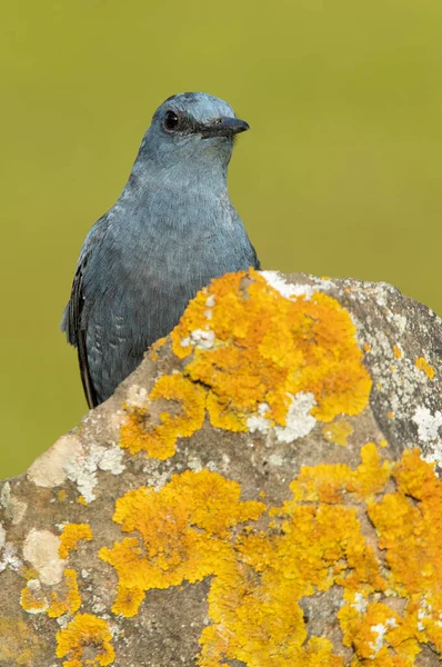 Male Blue rock thrush in breeding plumage with late afternoon lights in his breeding territory